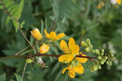 Cassia occidentalis